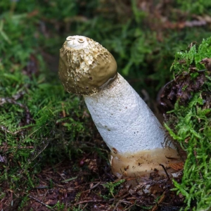 Grote stinkzwam (Phallus impudicus), doet zowel zijn Nederlandse als zijn wetenschappelijke naam eer aan.