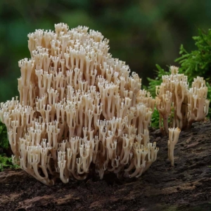 Kroontjesknotszwam (Artomyces pyxidatus) groeit op dood hout.