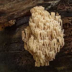 Kroontjesknotszwam (Artomyces pyxidatus) fotogeniek!