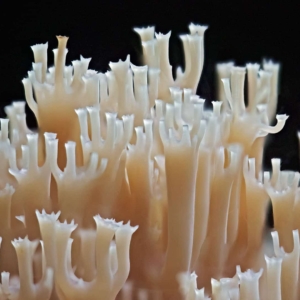 Kroontjesknotszwam (Artomyces pyxidatus) fotogeniek ook van dichtbij.