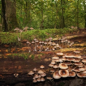 Ook de helmmycena (Mycena galericulata) groeit op dood hout soms heel massaal.