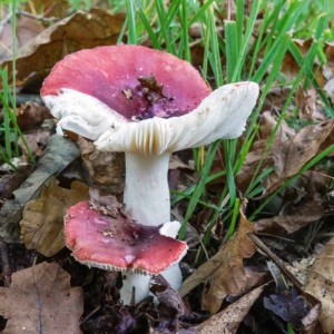 Een russula soort, moeilijk om precies op naam te brengen.