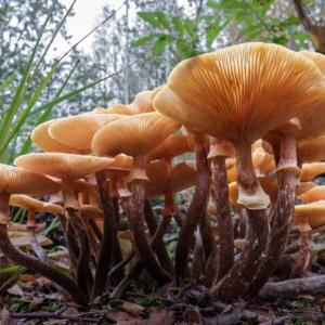 Echte honingzwam (Armillaria mellea) mooie lichtval als je hem van onderaf bekijkt.