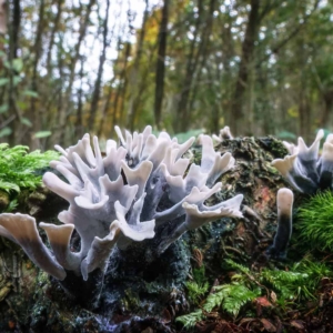 Het geweizwammetje (Xylaria hypoxylon) is maar een paar cm groot. Met een 24 mm groothoekobjectief van heel dichtbij lijkt hij veel groter.