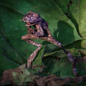 HALLOWEEN zombie kikker. Deze kikker lag dood in de vijver. Ik had hem in de tuin gelegd en daar hij is helemaal uitgedroogd, gemummieficeerd. Toen heb ik hem maar naar binnen gehaald en bewaard. Ik heb niets aan zijn houding veranderd.