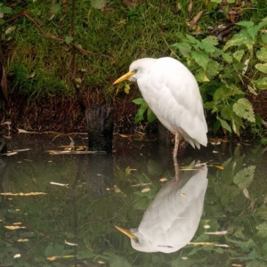 Koereiger, inmiddels ook inheems in Nederland.