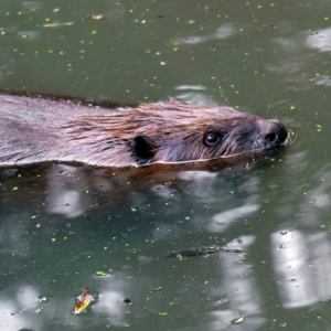 De bever stond al lang op mijn verlanglijstje.