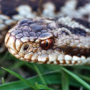 Elke adder is individueel te herkennen aan zijn unieke patroon bovenop de kop.