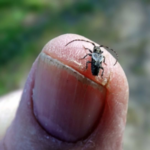 Bij een boktor denk je al gauw aan een kever van een centimeter of twee. Toch is dit ukkie van enkele milimeters ook een volwassen boktor.