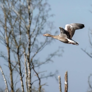 Kolgans in de vlucht.