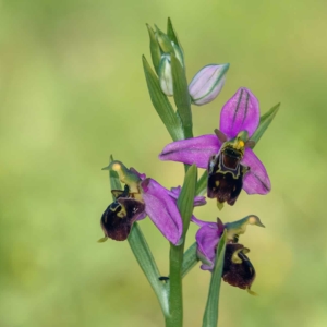 Hommelorchis.
