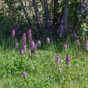 Volop purperorchissen.