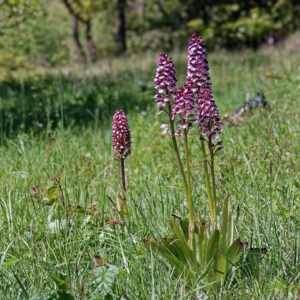 Purperorchissen.