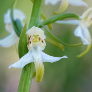 Bergnachtorchis.
