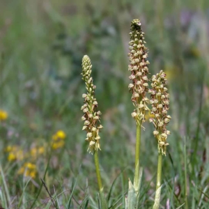 Poppenorchis.