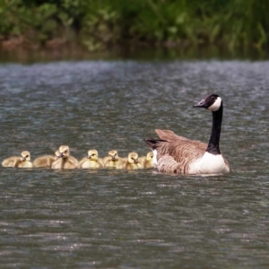 Canadese gans met kuikens.