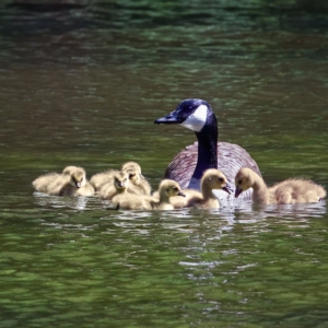 Canadese gans met kuikens.