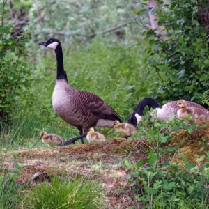 Beide ouders gingen met hun kuikens aan land.