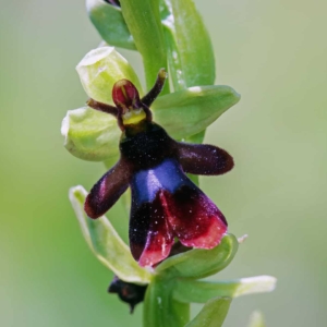 Vliegenorchis.