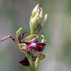 Vliegenorchis.