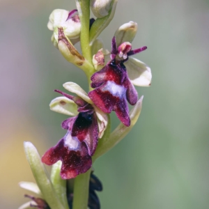 Vliegenorchis.