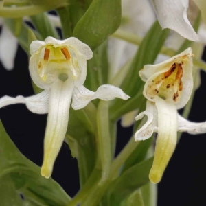 Bergnachtorchis.