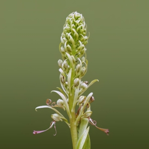 Bokkenorchis, begin van de bloei.