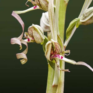 Bokkenorchis, mooi detail.