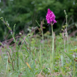 Het hondskruid is een orchidee die al van veraf opvalt.