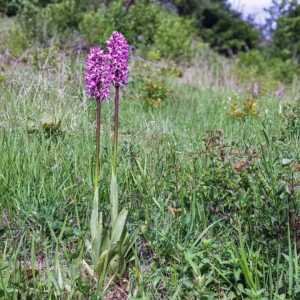 Aapjesorchis.
