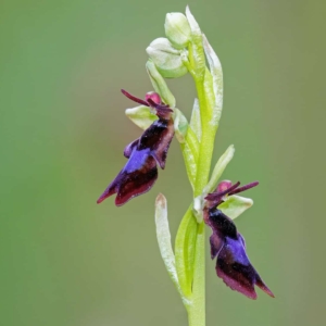 Vliegenorchis.